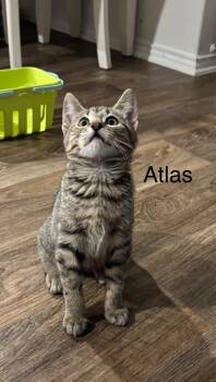 Rescue Tabby Cats for Adoption in San Antonio, Texas - Atlas | PetCurious