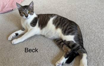 Rescue Domestic Short Hair Cats for Adoption in Wilmington, North Carolina - BECK | PetCurious