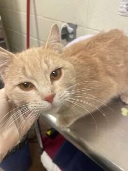 Domestic Short Hair Cats Available for Adoption in Santa Fe, New Mexico - MOCHI | PetCurious