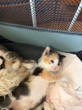 Kitty -  Domestic Short Hair Cat for Adoption - Kitty | PetCurious