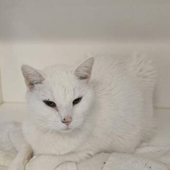 Marsha Mellow -  Domestic Short Hair Cat for Adoption in Philadelphia, Pennsylvania - Marsha Mellow | PetCurious