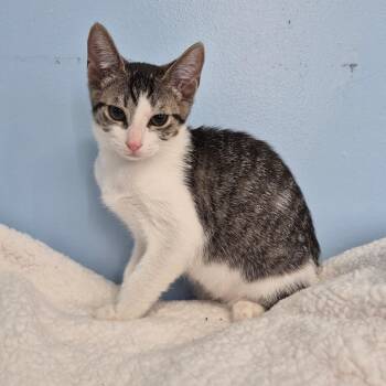 Bread -  Domestic Short Hair Cat for Adoption in Wahiawa, Hawaii - Bread | PetCurious