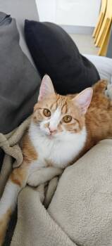 Nour, the Ray of Light -  Domestic Short Hair Cat for Adoption in Franklin Township, New Jersey - Nour, The Ray Of Light | PetCurious