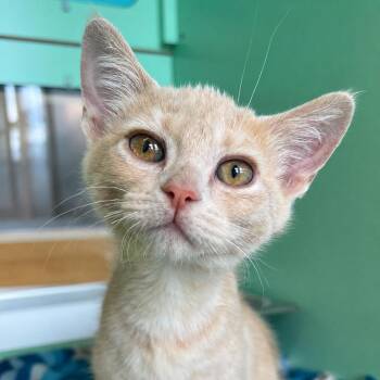 Beni -  Domestic Short Hair Cat for Adoption in Pontiac, Michigan - Beni | PetCurious