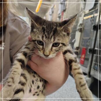 Yellowstone -  Domestic Short Hair Cat for Adoption in Dearborn, Michigan - Yellowstone | PetCurious