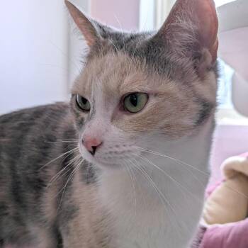 Domestic Short Hair Cats Available for Adoption - Mable | PetCurious