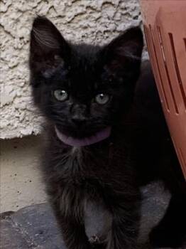 LAVENDER -  Domestic Short Hair Cat for Adoption in Las Vegas, Nevada - LAVENDER | PetCurious