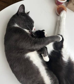 Rescue Domestic Short Hair Cats for Adoption - Platypus And Fluffy Bright | PetCurious