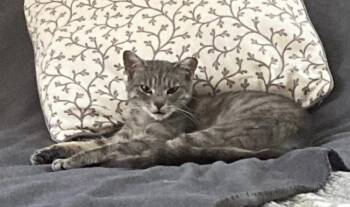 Rescue Tabby Cats for Adoption in Indianapolis, Indiana - Minnie | PetCurious