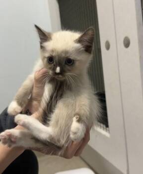 Frappuccino -  Domestic Short Hair and Siamese Cat for Adoption in Palm Coast, Florida - Frappuccino | PetCurious
