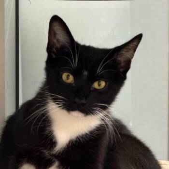 Tux -  Domestic Short Hair Cat for Adoption - Tux | PetCurious