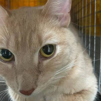 Domestic Short Hair Cats Available for Adoption in Des Moines, Iowa - Butta Love | PetCurious