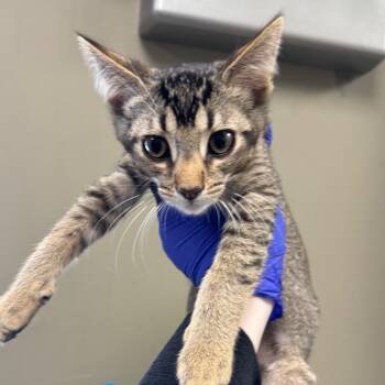 Domestic Short Hair Cats Available for Adoption in West Olive, Michigan - The Pepe | PetCurious