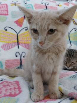 Rescue Domestic Medium Hair Cats for Adoption in South Bend, Indiana - Sunbeam * IN FOSTER * | PetCurious