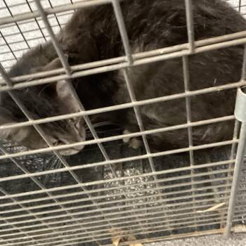 KITTY 1 -  Domestic Short Hair Cat for Adoption in Montgomery, Alabama - KITTY 1 | PetCurious