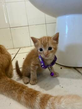 Amanda -  Tabby Cat for Adoption in Carolina, Carolina - Amanda | PetCurious