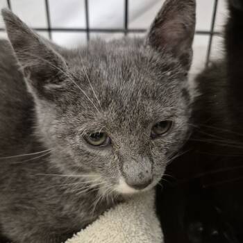 Rescue Domestic Short Hair Cats for Adoption in Reno, Nevada - Karkat | PetCurious