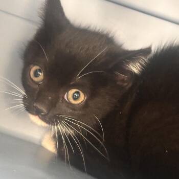 Timothy -  Domestic Short Hair Cat Available for Adoption in Allentown, Pennsylvania - Timothy | PetCurious