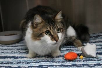 Rescue Domestic Medium Hair and Domestic Short Hair Cats for Adoption in Brunswick, Georgia - Flea | PetCurious