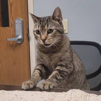 Bonnie -  Domestic Short Hair Cat for Adoption in Des Moines, Iowa - Bonnie | PetCurious