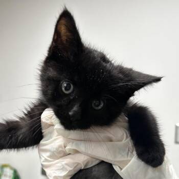 Domestic Short Hair Cats Available for Adoption - Wobble | PetCurious
