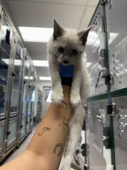 MUNCHKIN -  Siamese Cat for Adoption in Burbank, California - MUNCHKIN | PetCurious