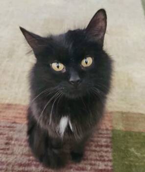Torrie -  Domestic Long Hair Cat for Adoption in Woodstock, Ontario - Torrie | PetCurious