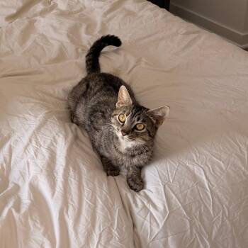 Darla -  Domestic Short Hair Cat for Adoption in Philadelphia, Pennsylvania - Darla | PetCurious