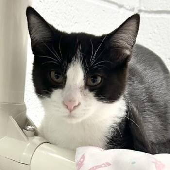 Rebel -  Domestic Short Hair Cat for Adoption in Lansing, Michigan - Rebel | PetCurious