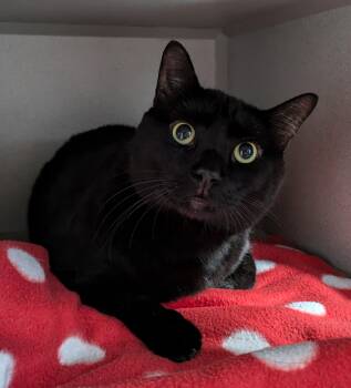 Rescue Domestic Short Hair Cats for Adoption in Bisbee, Arizona - Rocco | PetCurious