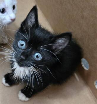 ISLA -  Domestic Medium Hair Cat for Adoption in Dallas, Texas - ISLA | PetCurious