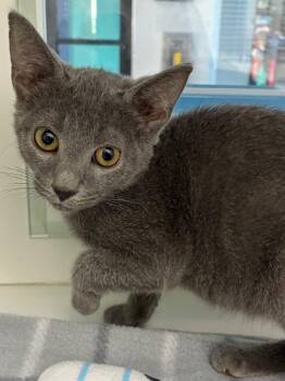 Vexlet -  Domestic Short Hair Cat for Adoption in Hartsville, South Carolina - Vexlet | PetCurious
