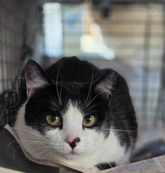 Domestic Short Hair Cats Available for Adoption in Trenton, New Jersey - Chia | PetCurious
