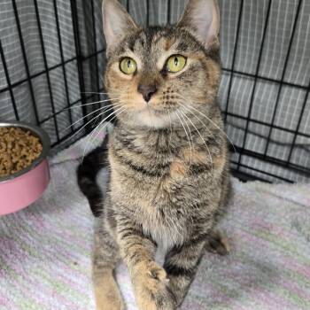 Scamper -  Domestic Short Hair Cat for Adoption in Mokena, Illinois - Scamper | PetCurious