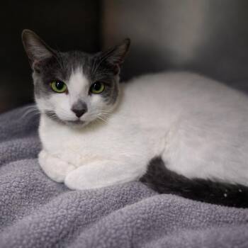 Domestic Short Hair Cats Available for Adoption - Peppermint Patty | PetCurious
