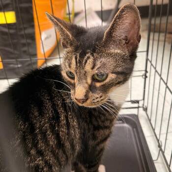 Herrera -  Domestic Short Hair Cat for Adoption in Philadelphia, Pennsylvania - Herrera | PetCurious