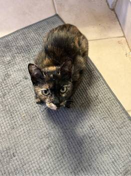 Mulva -  American Shorthair Cat for Adoption in Maitland, Florida - Mulva | PetCurious