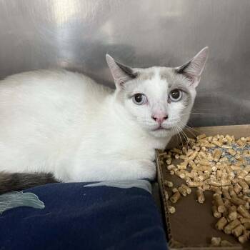 Lovey -  Domestic Short Hair and Siamese Cat for Adoption in Harrisonburg, Virginia - Lovey | PetCurious