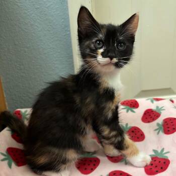 Domestic Short Hair Cats Available for Adoption in Sunnyvale, California - Alexis | PetCurious