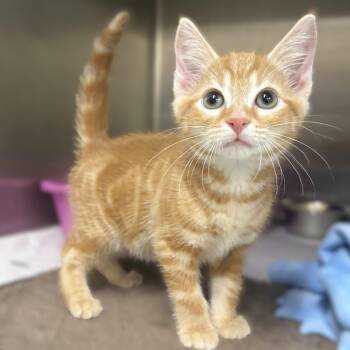 Rob- 52000 -  Domestic Short Hair Cat for Adoption in Columbia, Maryland - Rob- 52000 | PetCurious
