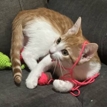 Rescue Domestic Short Hair Cats for Adoption in Midlothian, Texas - 25N Hawk | PetCurious