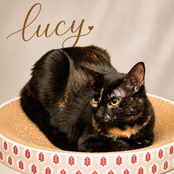 Lucy C26-235 -  Domestic Short Hair Cat for Adoption in Lebanon, Tennessee - Lucy C26-235 | PetCurious