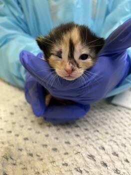 Rosalina -  Domestic Short Hair Cat for Adoption in Raleigh, North Carolina - Rosalina | PetCurious