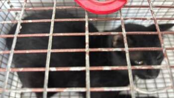 Domestic Short Hair Cats Available for Adoption in Houston, Texas - A653220 | PetCurious