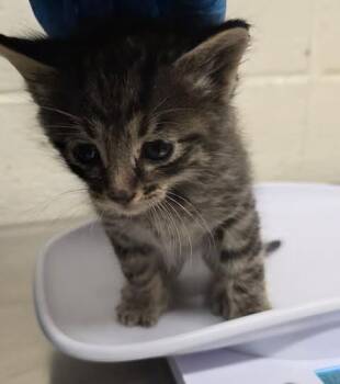 Spider -  Domestic Short Hair Cat for Adoption in Fruit Heights, Utah - Spider | PetCurious