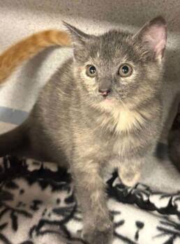 Smokey -  Domestic Short Hair Cat for Adoption in Bowling Green, Kentucky - Smokey | PetCurious