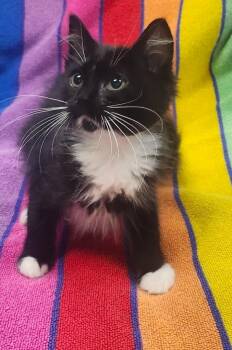 Cobalta -  Domestic Short Hair Cat for Adoption in Little Rock, Arkansas - Cobalta | PetCurious