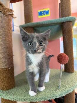 Domestic Short Hair Cats Available for Adoption in Scottsbluff, Nebraska - Maddie | PetCurious