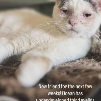 Domestic Short Hair Cats Available for Adoption - Ocean | PetCurious