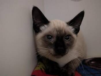A885783 -  Siamese Cat for Adoption in Camarillo, California - A885783 | PetCurious